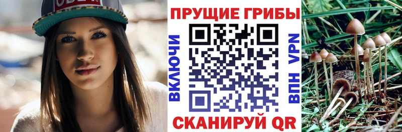 Псилоцибиновые грибы Psilocybine cubensis  Обь 
